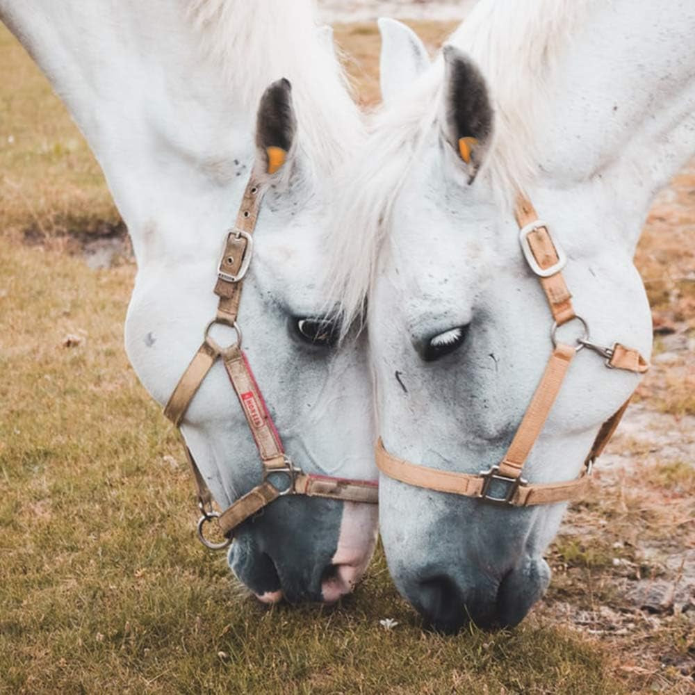 Horse Ear Plugs, Equine Earplugs, Foam Ball, Block Noise, Soft and Comfortable, Reusable (Orange - 2Pcs)