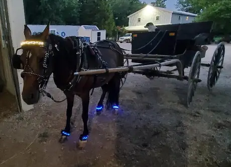 Diamond Embroidery Horse LED Head Collar Strap- Equine Safety Lights