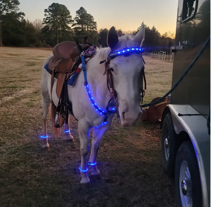 Equine Head Collar LED Strap 